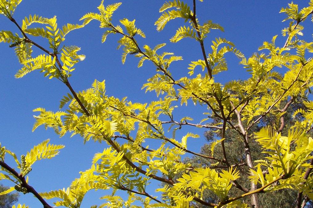 Gleditsia%20-%20Sunburst_3618.jpg